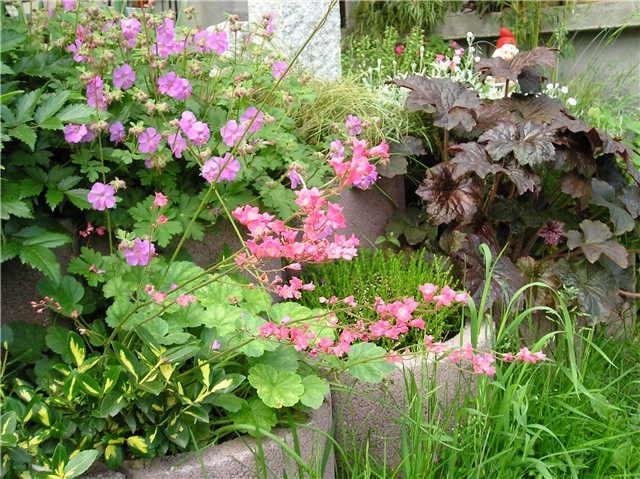 Heuchera - koraljna zvončika